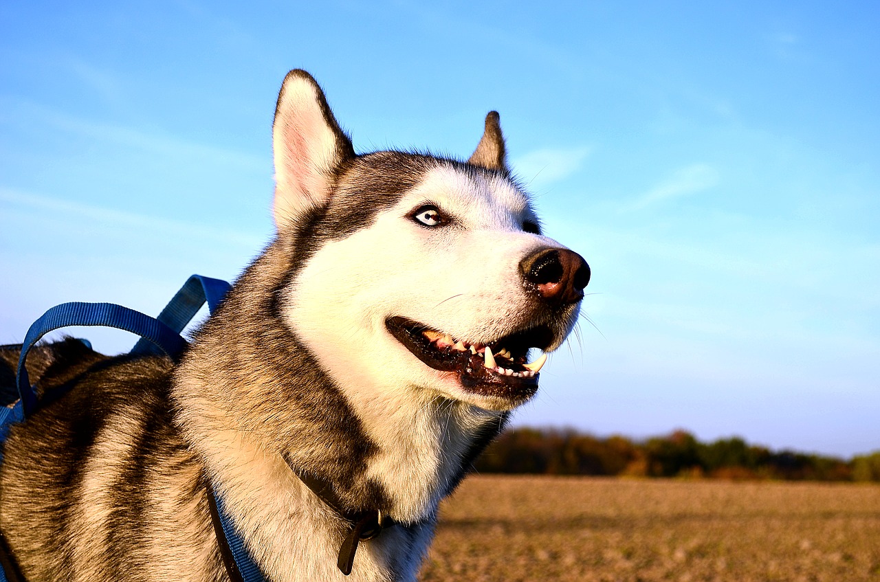 Husky, Sledas Šuo, Šuo, Sibiro Haskis, Gamta, Portretas, Gyvūnas, Nemokamos Nuotraukos,  Nemokama Licenzija