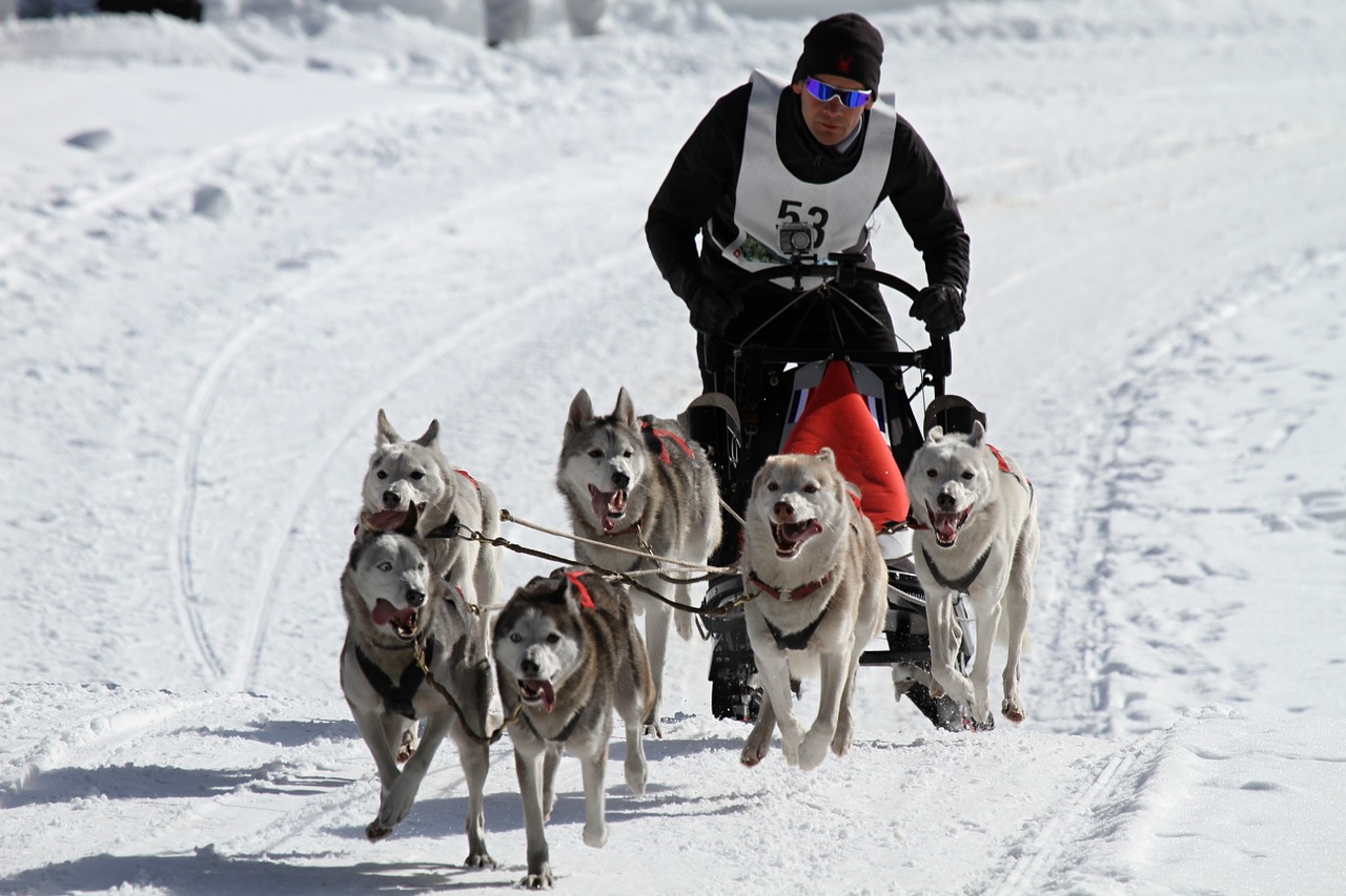 Husky, Šuo, Veidas, Akys, Kailis, Gyvūnas, Huskies, Sniegas, Lenktynės, Sledas Šuo