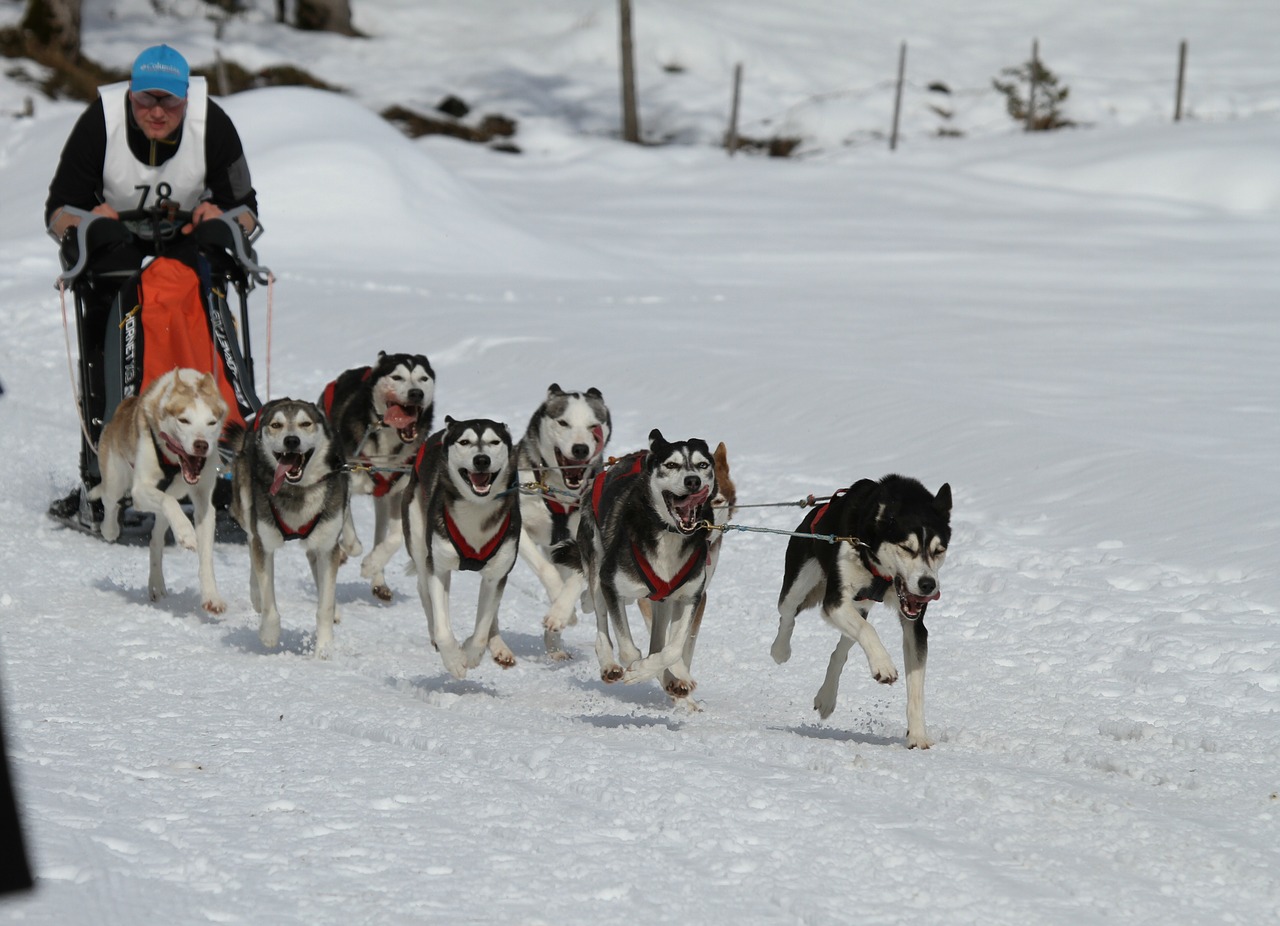 Husky, Šuo, Veidas, Akys, Kailis, Gyvūnas, Huskies, Sniegas, Lenktynės, Sledas Šuo