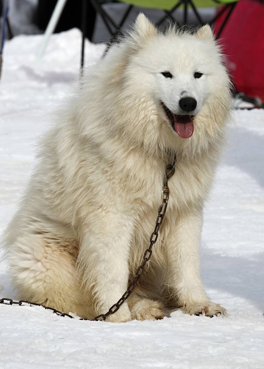 Husky, Šuo, Balta, Veidas, Akys, Kailis, Gyvūnas, Huskies, Mėlyna Akis, Sniegas