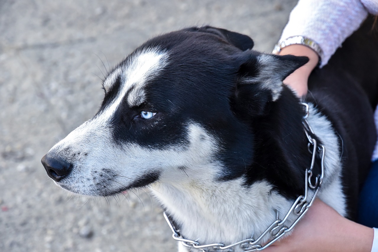 Husky, Šuo, Siberianas, Balta, Nemokamos Nuotraukos,  Nemokama Licenzija