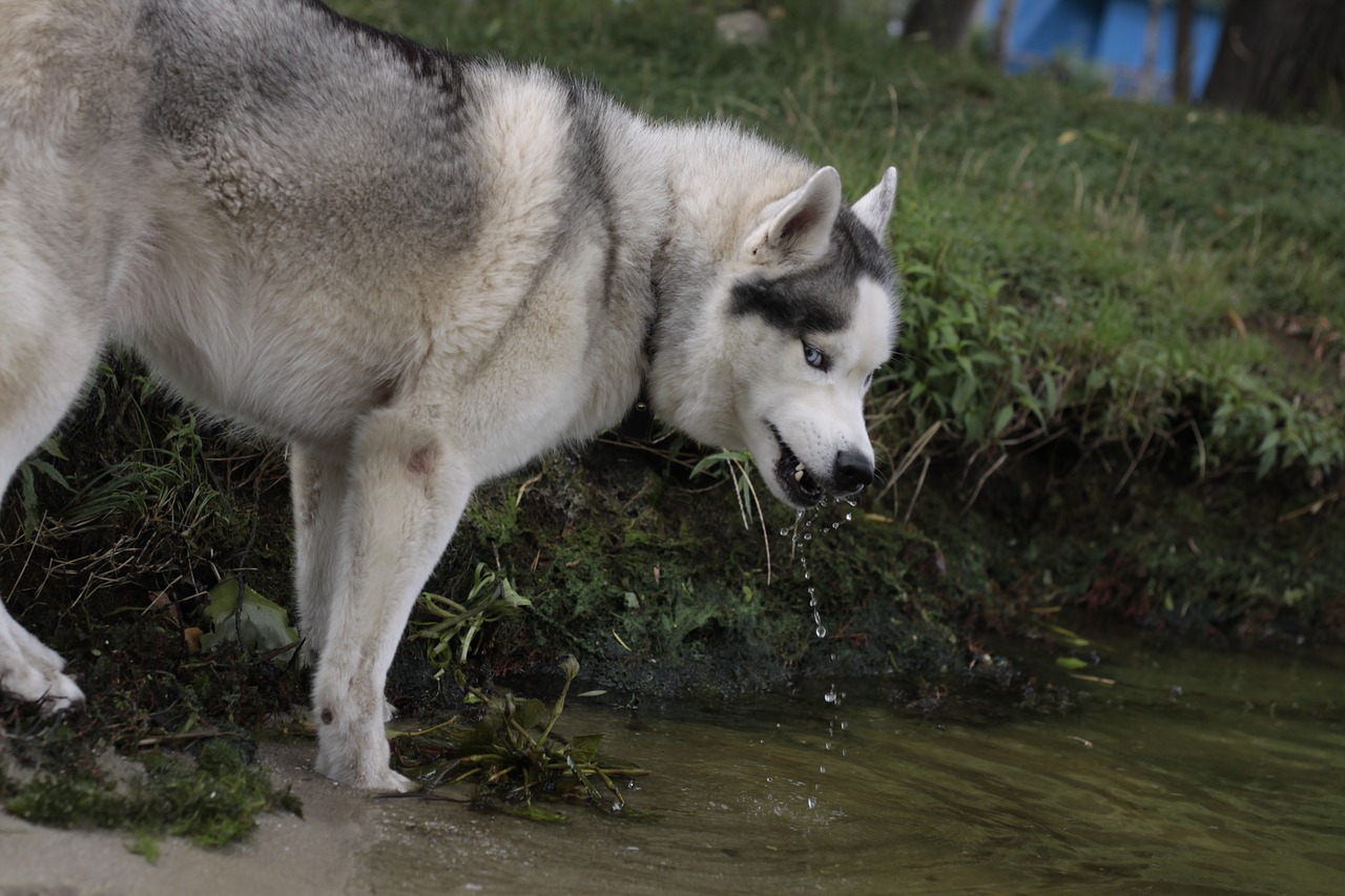 Husky, Pam, Užsiėmes, Nemokamos Nuotraukos,  Nemokama Licenzija