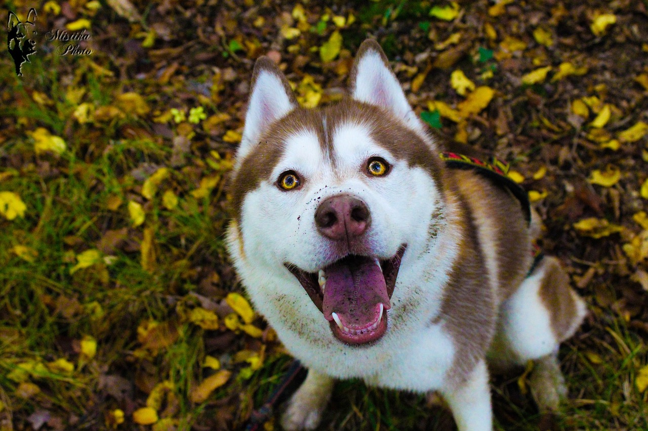 Husky, Huskies, Šuo, Šokoladas, Nemokamos Nuotraukos,  Nemokama Licenzija