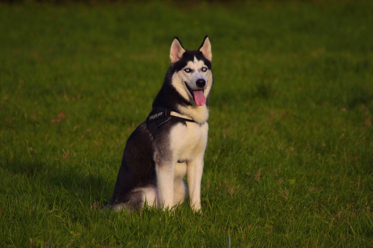 Husky, Sėdi, Naminis Gyvūnėlis, Gyvūnas, Šuo, Mielas, Siberianas, Žavinga, Lauke, Lauke