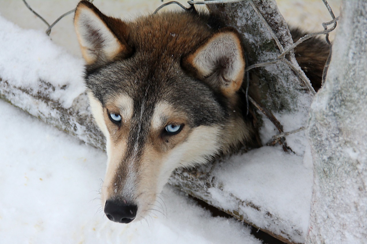 Husky, Finland, Sledgedog, Sledas Šuo, Nemokamos Nuotraukos,  Nemokama Licenzija