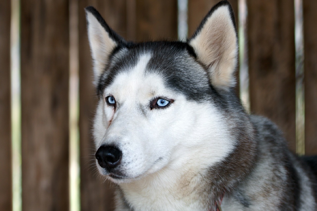 Husky Šuo, Šunys, Portretas, Kailis, Žiūri, Galva, Akys, Nemokamos Nuotraukos,  Nemokama Licenzija