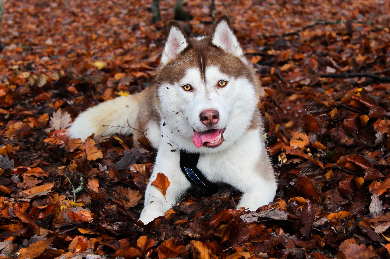 Husky Siberien, Husky, Šokoladas, Kritimas, Huskies, Huskie, Nemokamos Nuotraukos,  Nemokama Licenzija