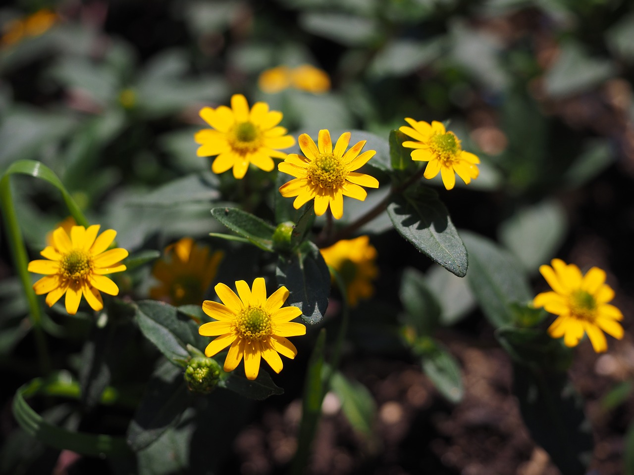 Husardo Mygtukas, Gėlės, Geltona, Sanvitalia Procumbens, Mažas, Veislė, Miniatiūrinė Saulėgrąža, Kompozitai, Asteraceae, Husardo Mygtukai