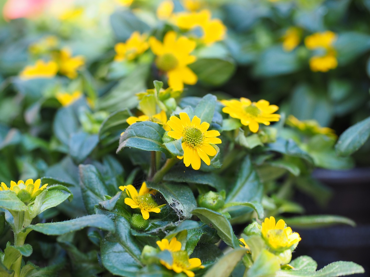 Husardo Mygtukas, Gėlės, Geltona, Sanvitalia Procumbens, Miniatiūrinė Saulėgrąža, Kompozitai, Asteraceae, Sanvitalien Aztec Gold, Sanvitalia Speciosa, Nemokamos Nuotraukos