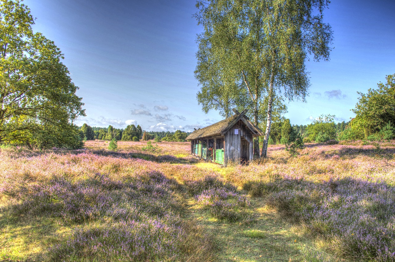 Namelis, Lüneburg Heath, Gamta, Heide, Virėja, Žygiai, Heathland, Lüneburg, Schneverdingen, Heidenfest