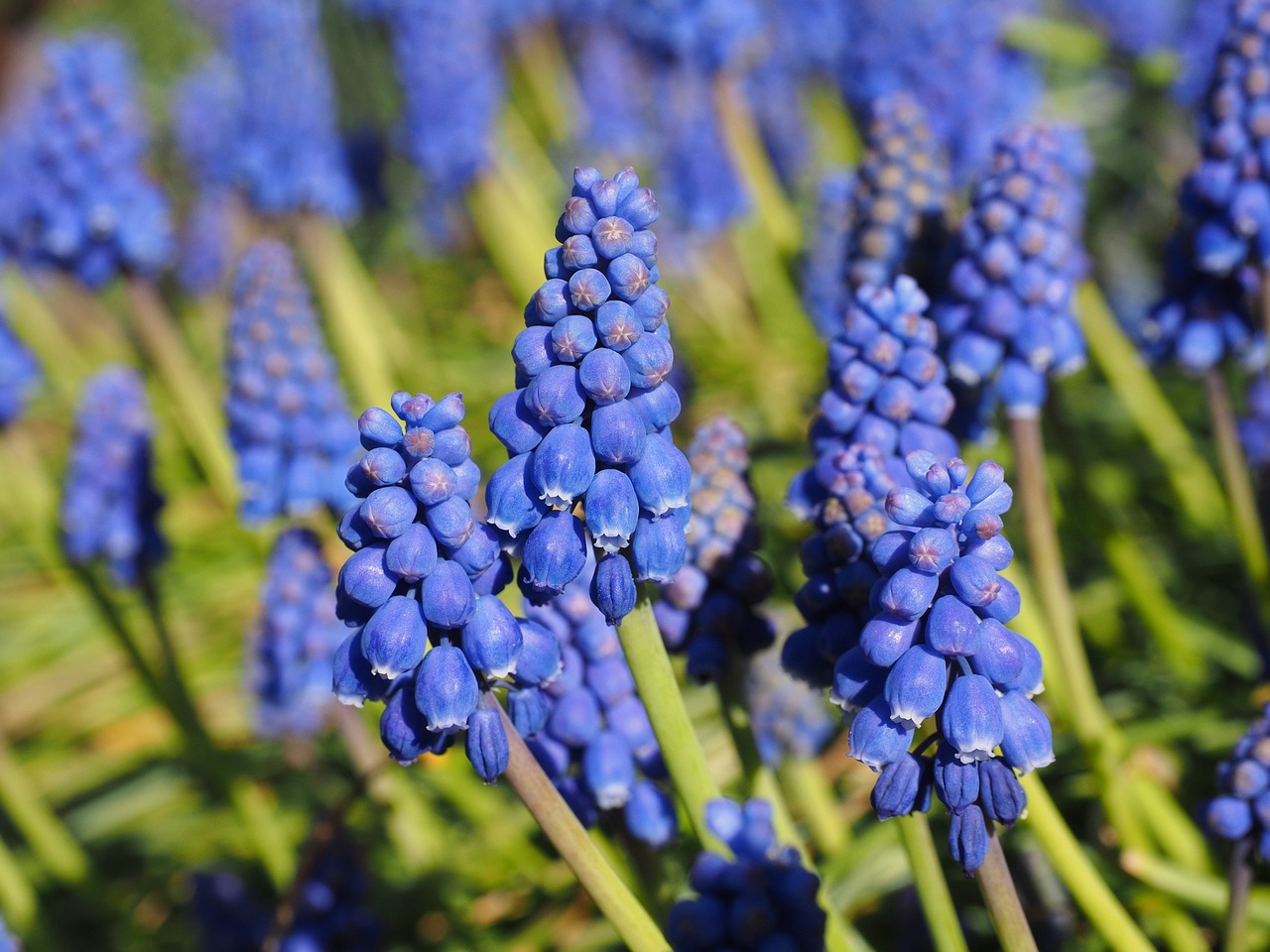 Hiacintas, Muscari, Bendras Vynuogių Hiacintas, Žiedas, Žydėti, Gėlė, Mėlynas, Dekoratyvinis Augalas, Sodo Augalas, Muscari Botryoides