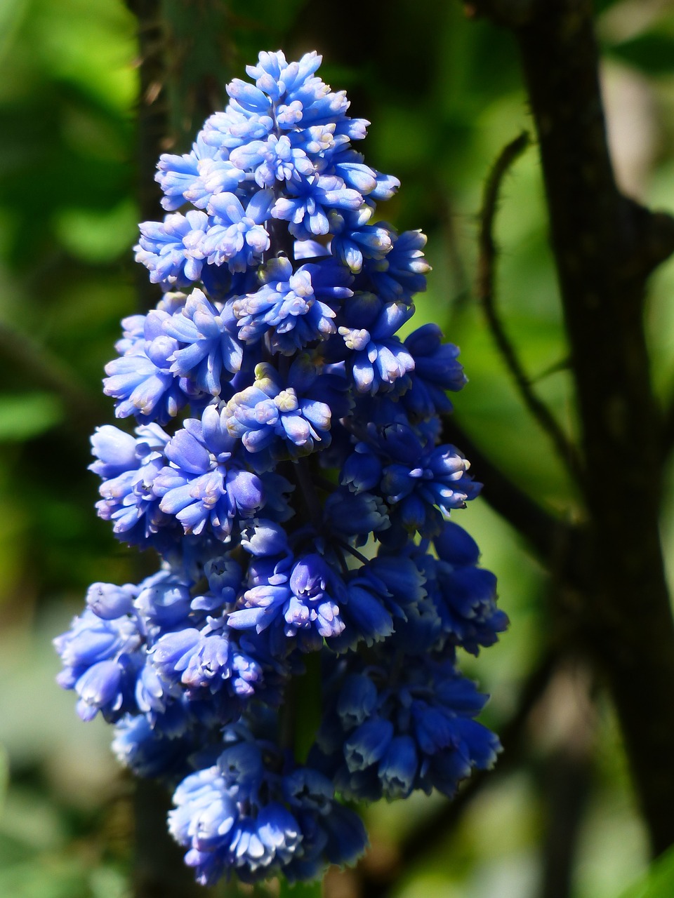 Hiacintas, Muscari Armeniacum, Žiedas, Žydėti, Gėlė, Mėlynas, Dekoratyvinis Augalas, Sodo Augalas, Muscari Botryoides, Šparagų Augalas