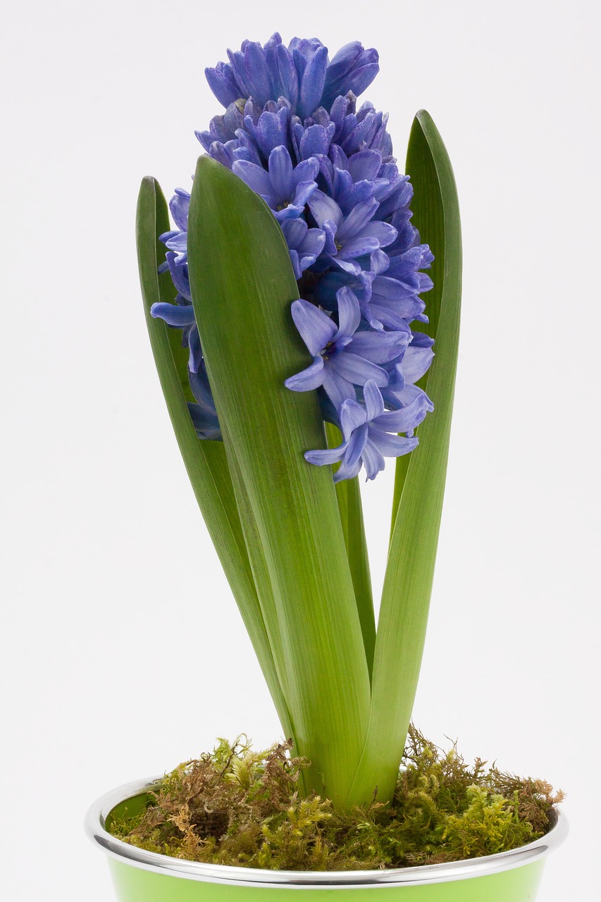 Hiacintas, Hyacinthus Orientalis, Asparagaceae, Šparagų Augalas, Gėlė, Pavasaris, Augalas, Mėlynas, Kvepalai, Žiedas