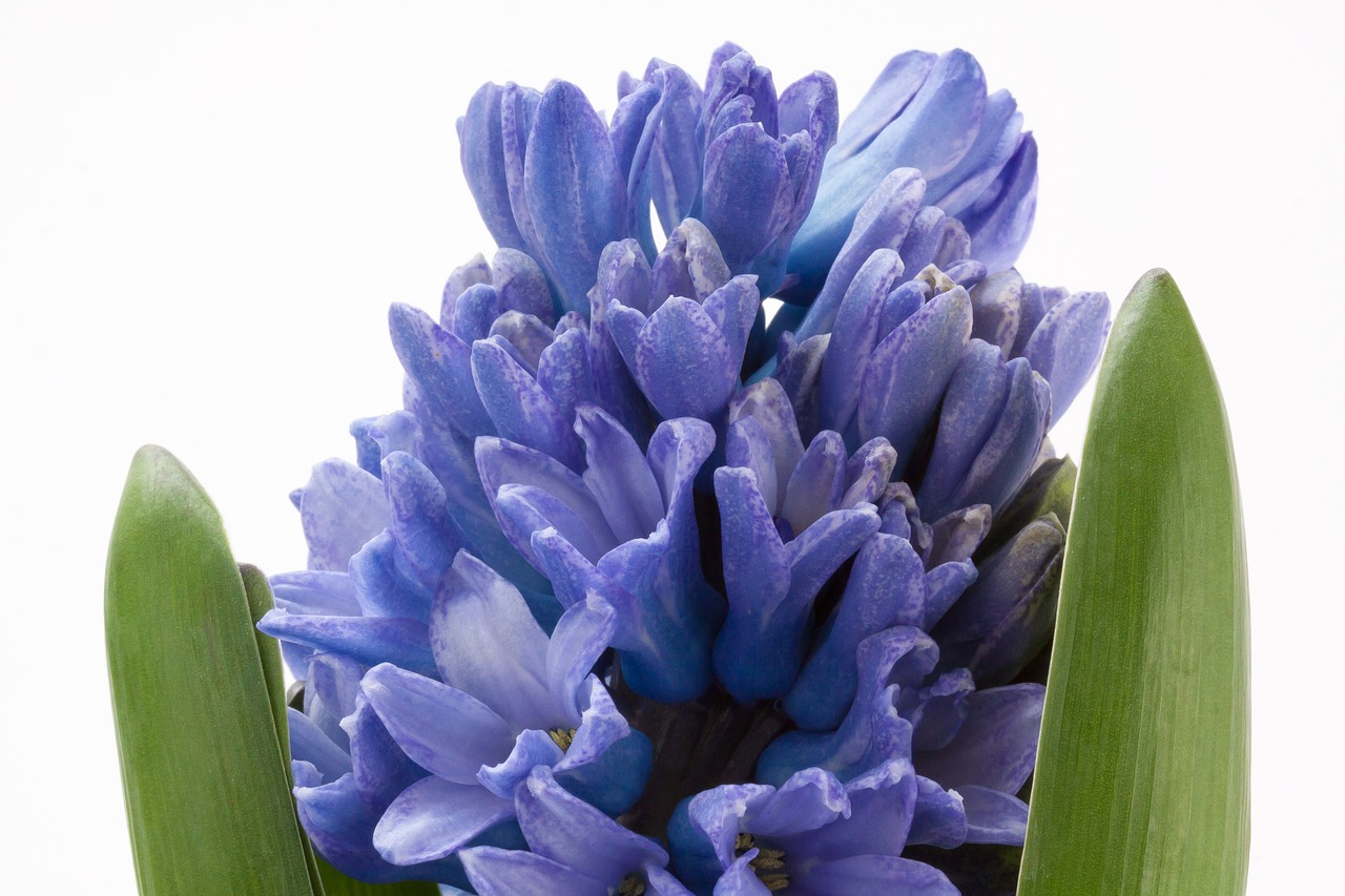 Hiacintas, Hyacinthus Orientalis, Asparagaceae, Šparagų Augalas, Gėlė, Pavasaris, Augalas, Mėlynas, Kvepalai, Žiedas