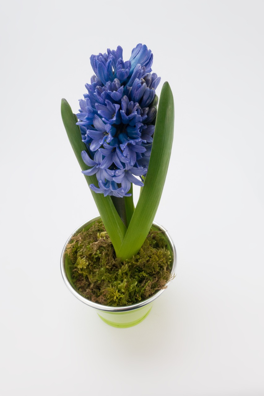 Hiacintas, Hyacinthus Orientalis, Asparagaceae, Šparagų Augalas, Gėlė, Pavasaris, Augalas, Mėlynas, Kvepalai, Žiedas