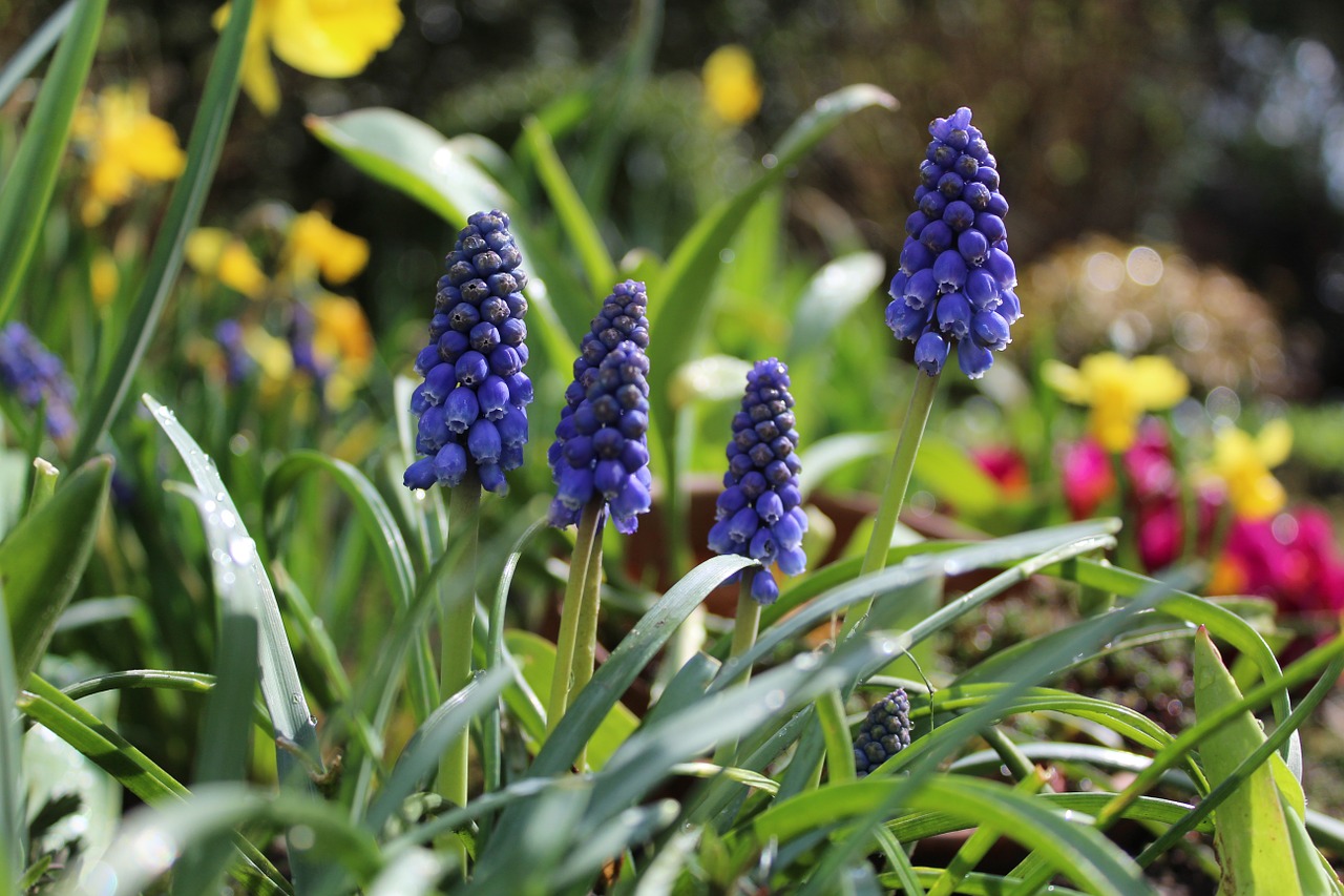 Hiacintas, Sodas, Sodo Gėlės, Pavasaris, Sodo Hiacintas, Žiedas, Žydėti, Muscari, Augalas, Pavasario Gėlė