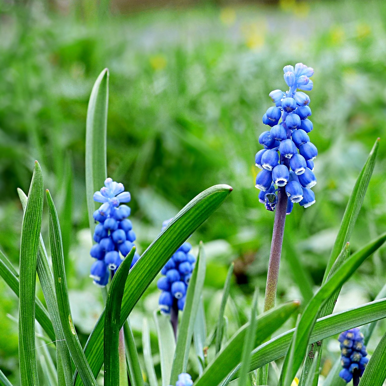 Hiacintas, Muscari, Gėlė, Mėlynas, Pavasaris, Nemokamos Nuotraukos,  Nemokama Licenzija