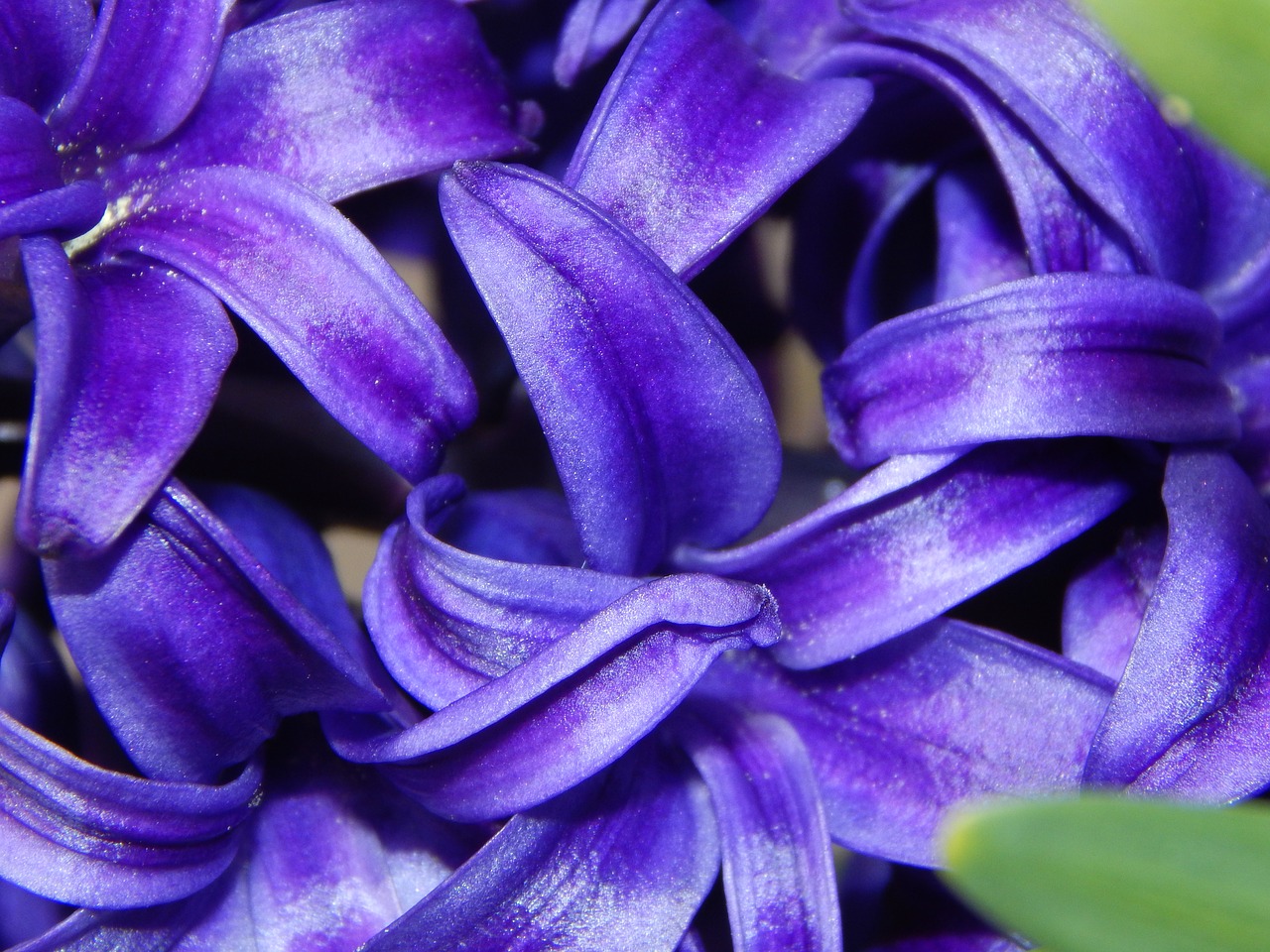 Hiacintas, Pavasaris, Pavasario Sveikinimai, Pavasario Gėlės, Mėlynas, Žiedas, Žydėti, Hyacinthus Orientalis, Violetinė, Frühlingsanfang