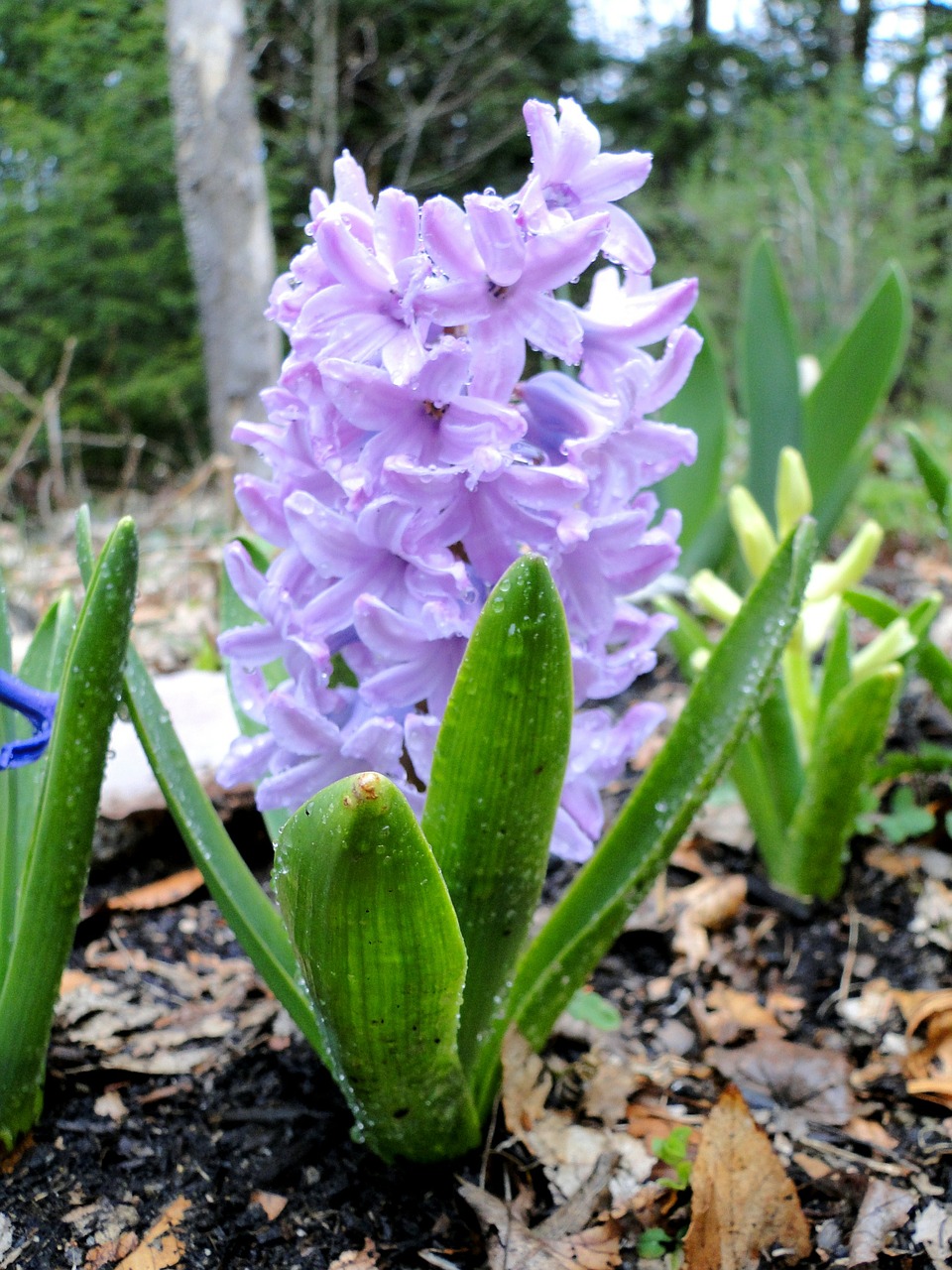 Hiacintas, Gėlė, Levanda, Aromatingas, Pavasaris, Lemputė, Violetinė, Šviesiai Violetinė, Nemokamos Nuotraukos,  Nemokama Licenzija