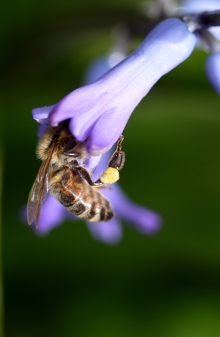 Hiacintas,  Bičių,  Apdulkinimas,  Mėlynas,  Gėlė,  Insekta,  Žiedlapiai,  Pavasaris,  Gamta,  Be Honoraro Mokesčio