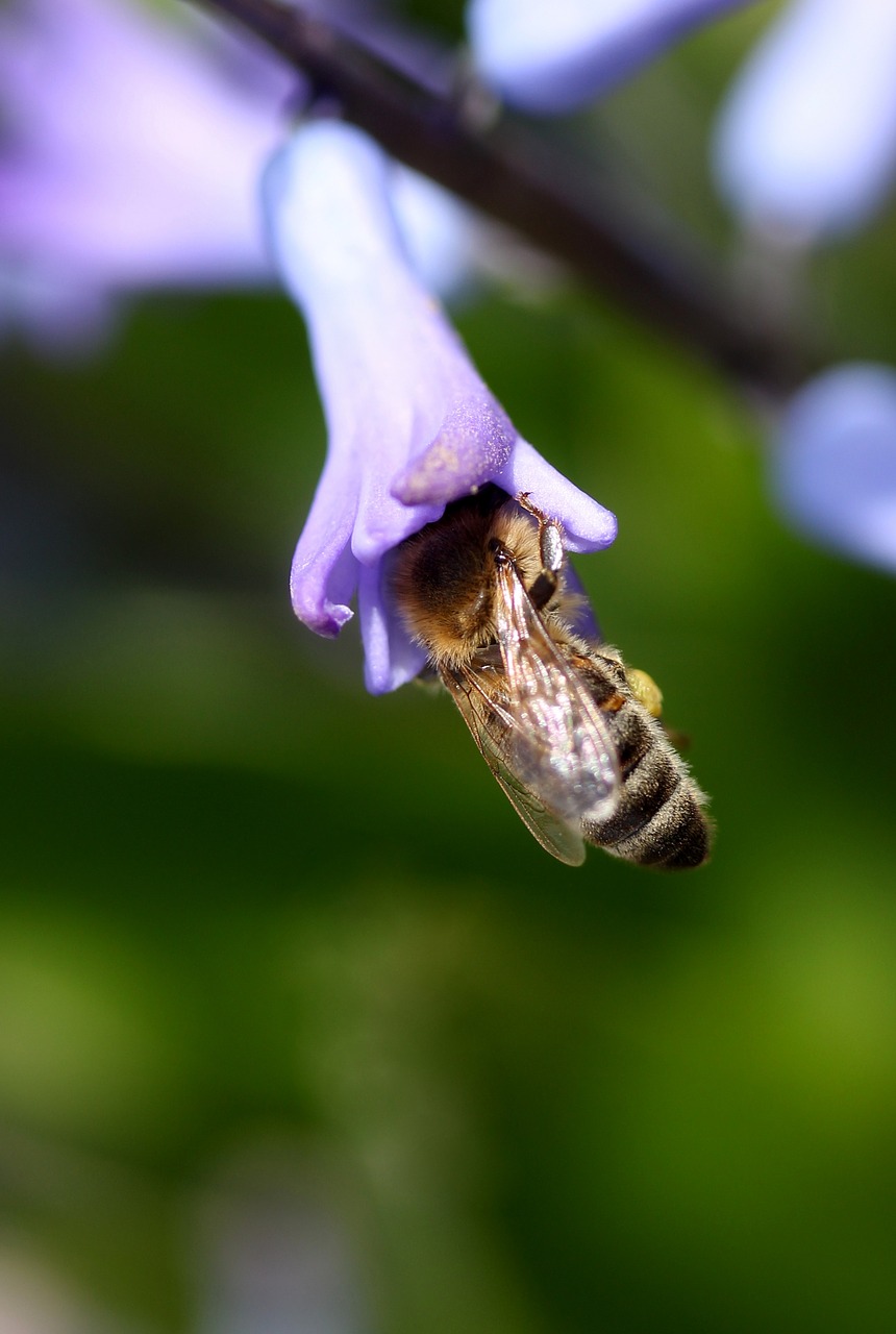 Hiacintas,  Bičių,  Apdulkinimas,  Mėlynas,  Gėlė,  Insekta,  Žiedlapiai,  Pavasaris,  Gamta,  Be Honoraro Mokesčio