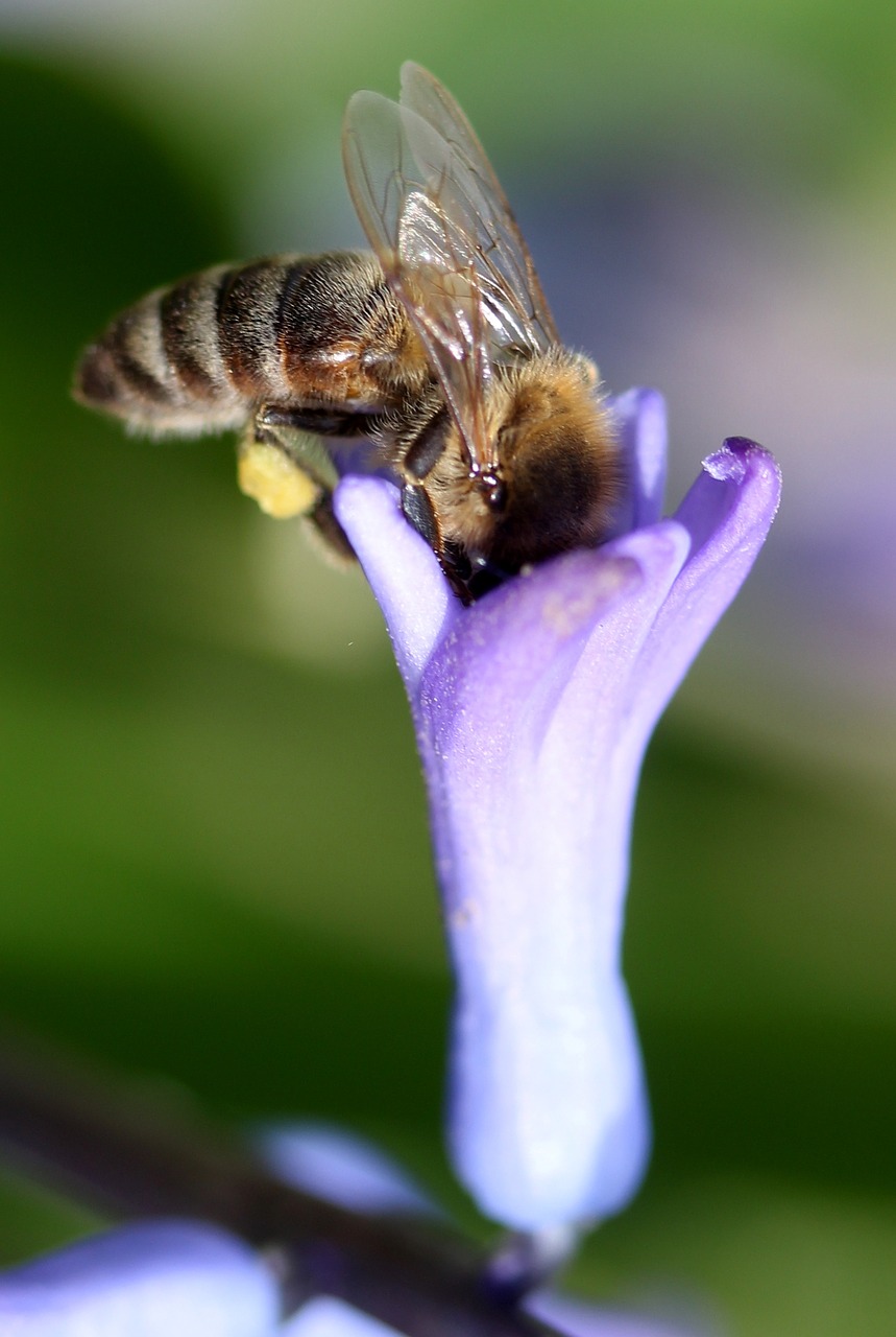 Hiacintas,  Bičių,  Apdulkinimas,  Mėlynas,  Gėlė,  Insekta,  Žiedlapiai,  Pavasaris,  Gamta,  Be Honoraro Mokesčio