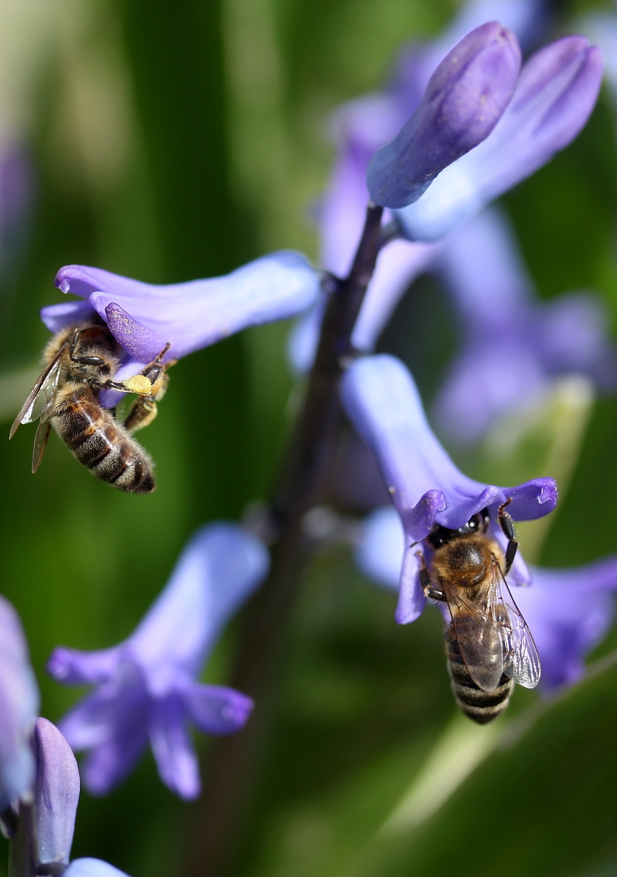 Hiacintas,  Bičių,  Apdulkinimas,  Mėlynas,  Gėlė,  Insekta,  Žiedlapiai,  Pavasaris,  Gamta,  Be Honoraro Mokesčio