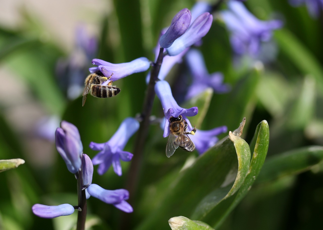 Hiacintas,  Bičių,  Apdulkinimas,  Mėlynas,  Gėlė,  Insekta,  Žiedlapiai,  Pavasaris,  Gamta,  Be Honoraro Mokesčio