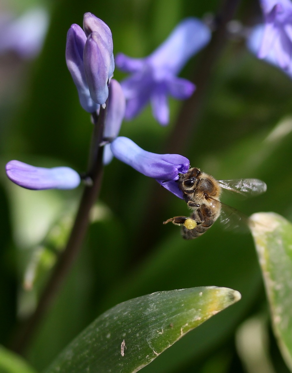 Hiacintas,  Bičių,  Apdulkinimas,  Mėlynas,  Gėlė,  Insekta,  Žiedlapiai,  Pavasaris,  Gamta,  Be Honoraro Mokesčio