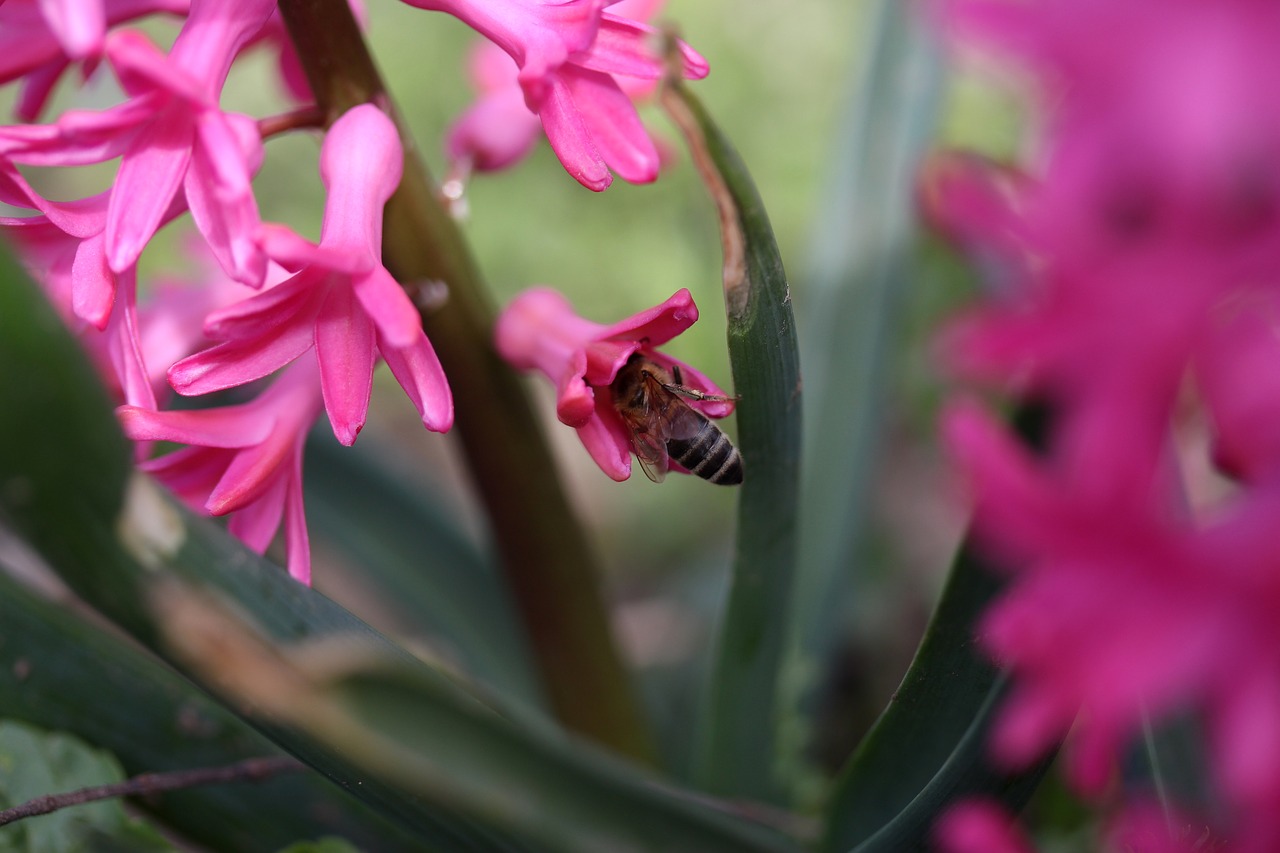 Hiacintas,  Bičių,  Apdulkinimas,  Rožinis,  Gėlė,  Insekta,  Žiedlapiai,  Pavasaris,  Gamta,  Be Honoraro Mokesčio