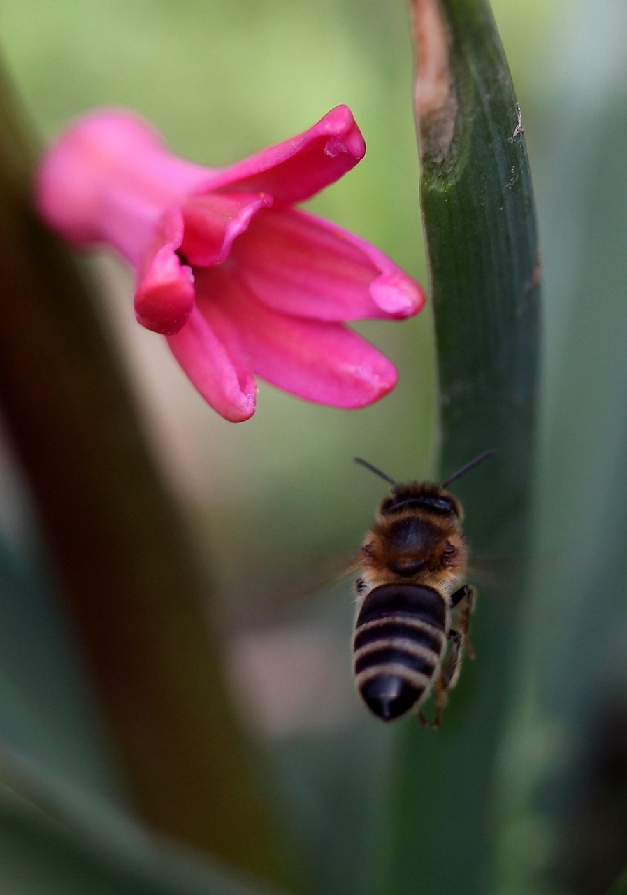 Hiacintas,  Bičių,  Skrydis,  Apdulkinimas,  Rožinis,  Gėlė,  Insekta,  Žiedlapiai,  Pavasaris,  Gamta