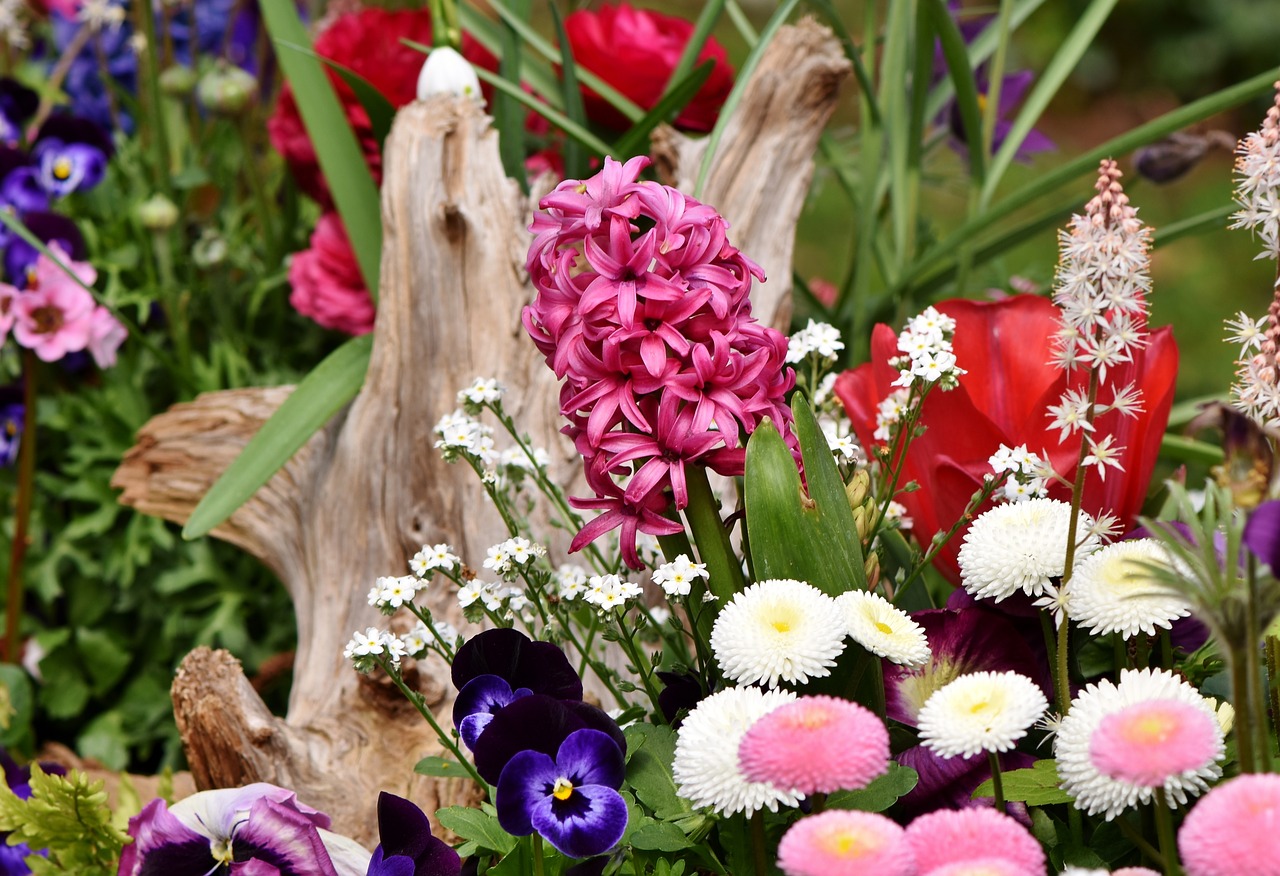 Hiacintas,  Gėlės,  Pavasario Gėlė,  Šparagai Augalų,  Gėlė,  Augalų,  Pavasaris,  Hyacinthus Orientalis,  Rausvos Gėlės,  Gardus Gėlių