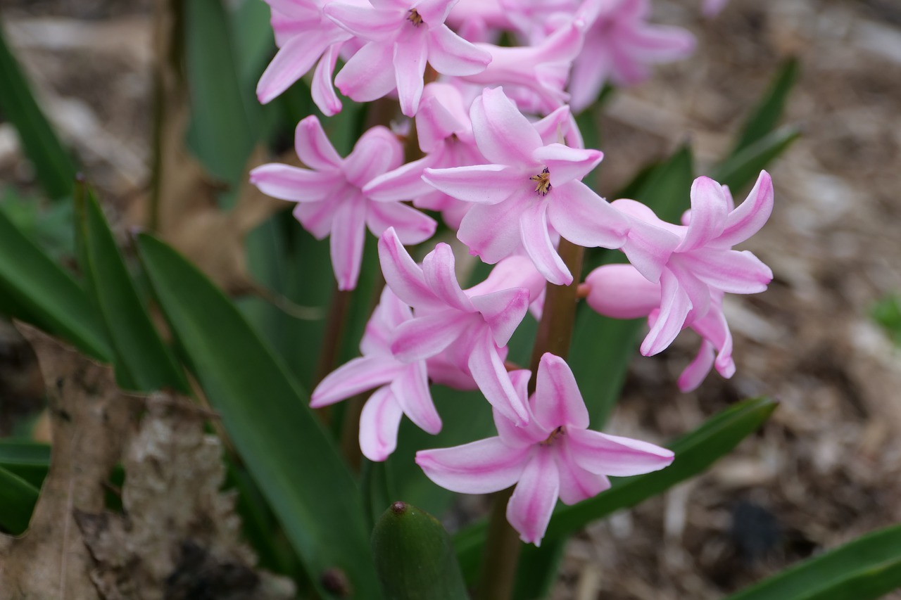 Hiacintas,  Pobūdį,  Gėlė,  Floros,  Žiedlapis,  Gėlių,  Pavasaris, Nemokamos Nuotraukos,  Nemokama Licenzija