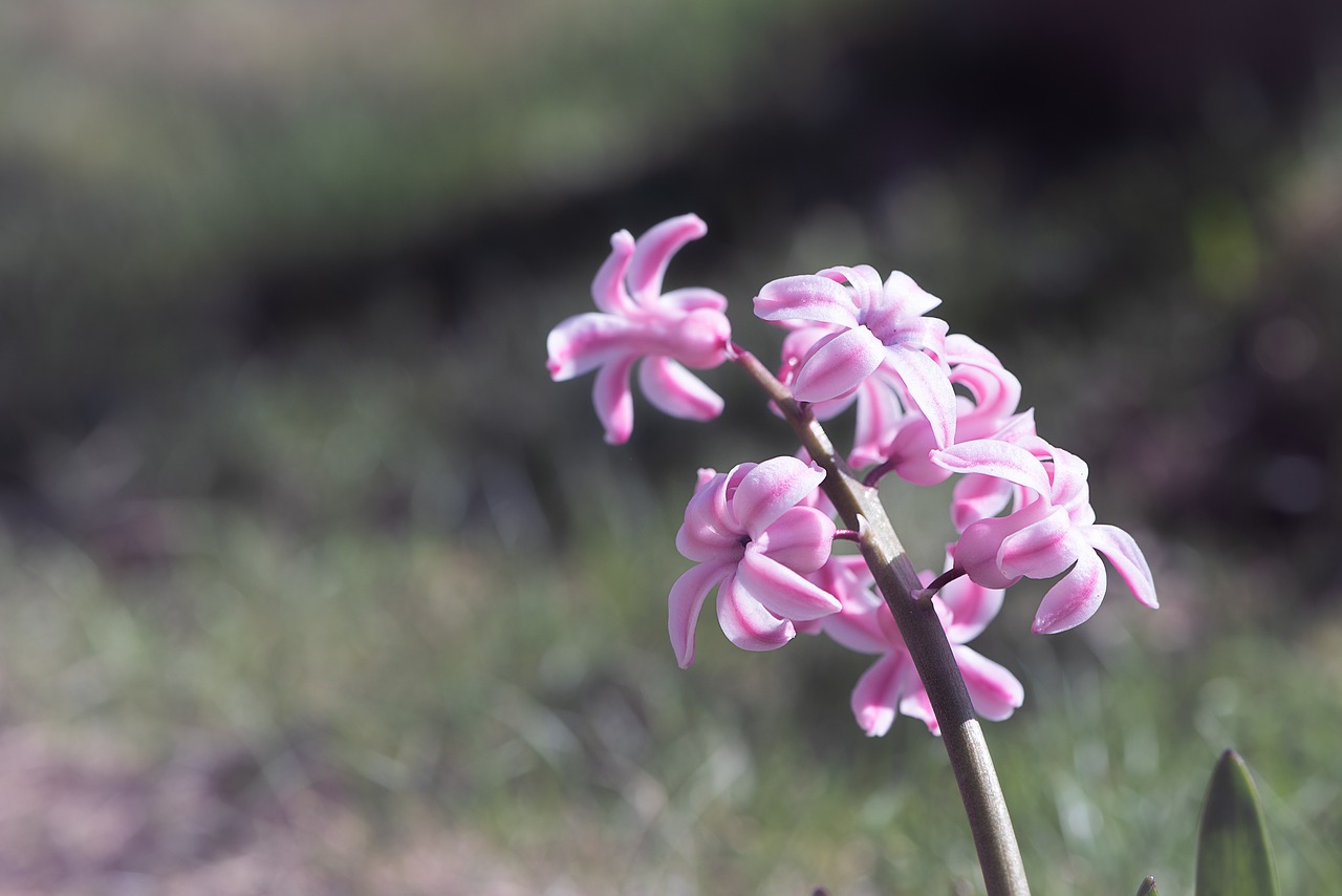 Hiacintas,  Gėlė,  Rožinis,  Rožinė Hiacintas,  Rožinė Gėlė,  Žiedas,  Žydi,  Pobūdį,  Floros,  Pavasario Gėlė