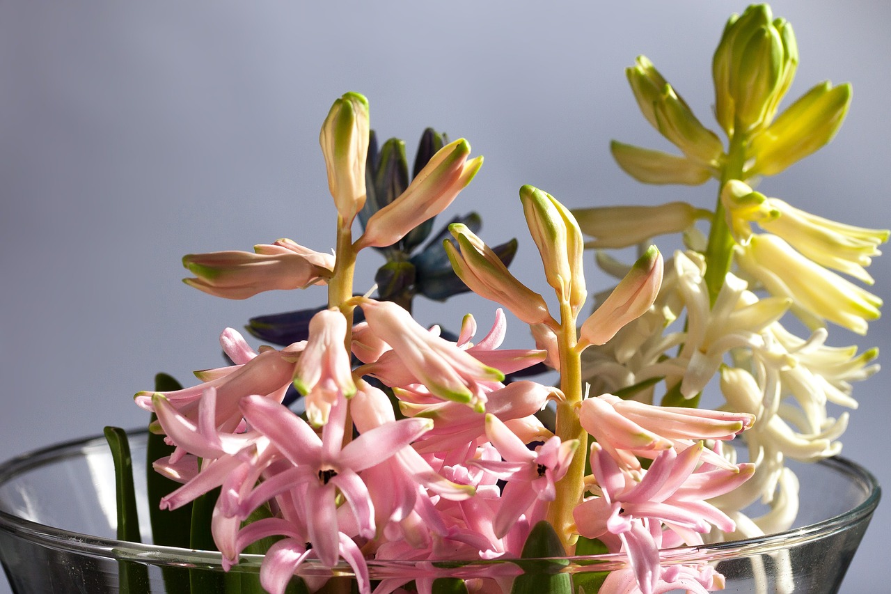 Hiacintas, Hyacinthus Orientalis, Gentis, Šparagų Augalai, Asparagaceae, Rožinis, Balta, Žiedas, Žydėti, Pavasaris
