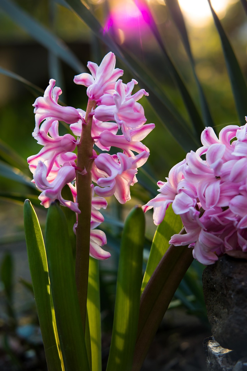 Hiacintas,  Rožinis,  Gėlės,  Pavasaris,  Gėlė,  Hyacinthus Orientalis,  Žiedlapiai,  Rožinės Gėlės,  Žiedynas,  Žydėjo