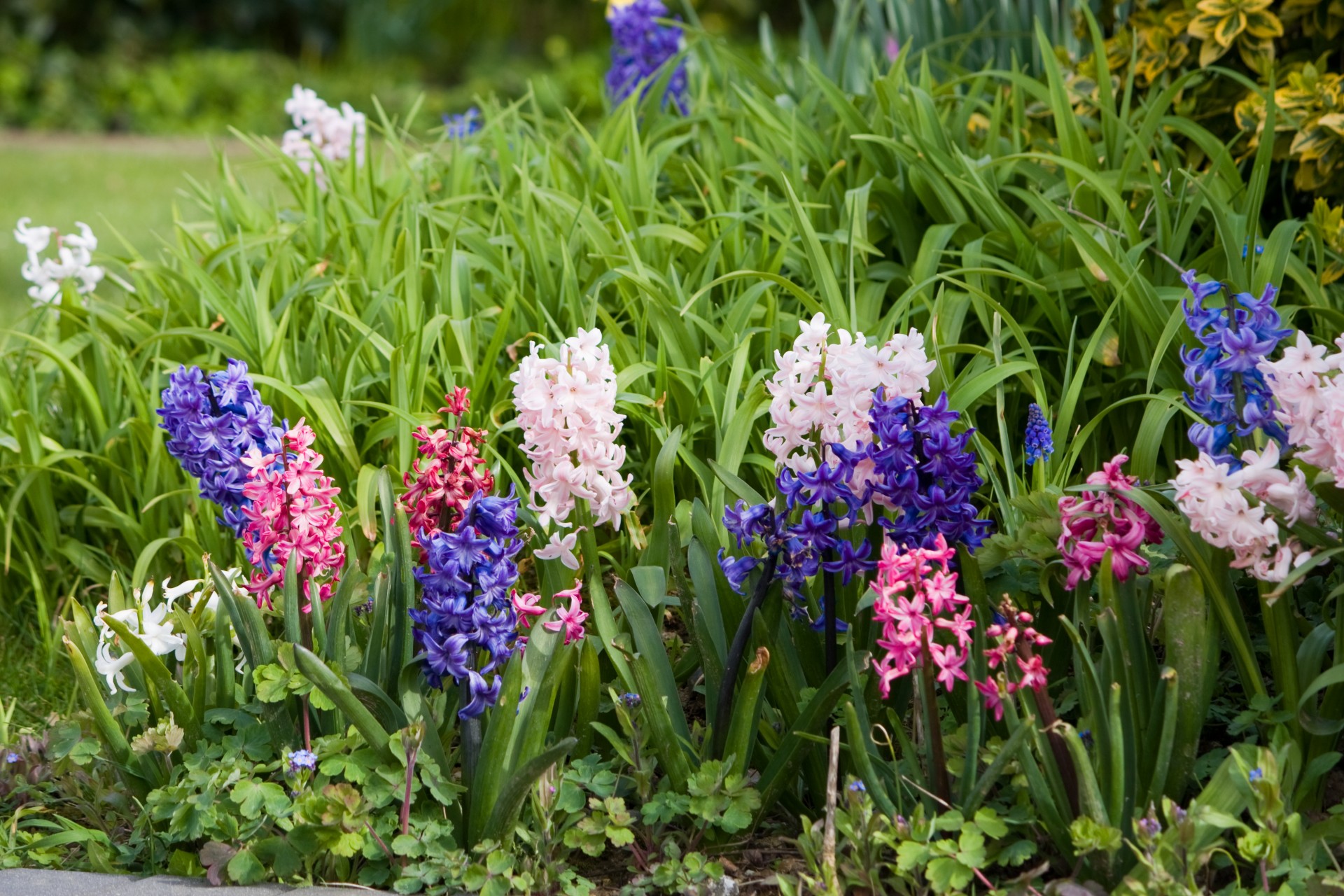 Hiacintas,  Hiacintų,  Gėlė,  Gėlės,  Rožinis,  Mėlynas,  Balta,  Gėlių,  Flora,  Augalai