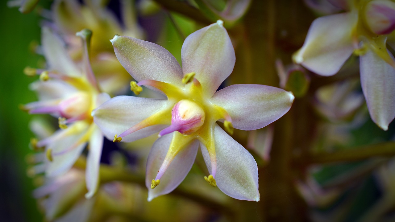 Hyacinthaceae, Žiedas, Žydėti, Gėlė, Gamta, Augalas, Baltas Žiedas, Mažos Gėlės, Nemokamos Nuotraukos,  Nemokama Licenzija