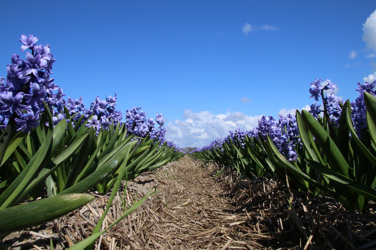 Hiacintų, Gėlės, Hiacintas, Gėlė, Kraštovaizdis, Gamta, Pora Blauw, Mėlynas Dangus, Žydėti, Debesys