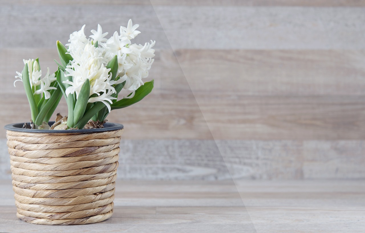 Hyacinthus Orientalis, Hiacintas, Gėlė, Gėlės, Balta, Pavasario Gėlė, Kvepianti Gėlė, Augalas, Gelės Vazonas, Pavasaris