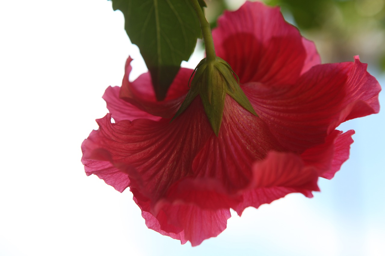 Hibiscus, Gėlė, Raudona, Žiedas, Žydėti, Botanikos, Egzotiškas, Šviesus, Rožinis, Žydi