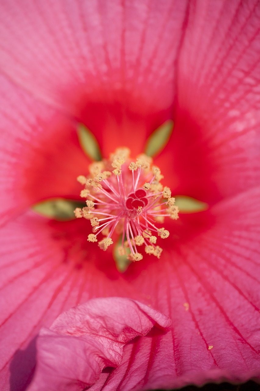 Hibiscus, Rosa, Gėlė, Gamta, Žiedlapiai, Makro, Nemokamos Nuotraukos,  Nemokama Licenzija