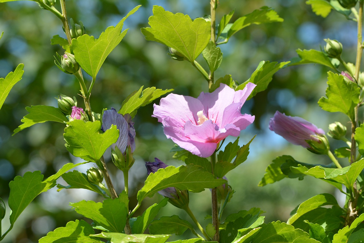 Hibiscus,  Gėlė,  Floros,  Gėlės,  Pobūdį,  Žiedadulkės,  Gražus,  Grožis, Nemokamos Nuotraukos,  Nemokama Licenzija