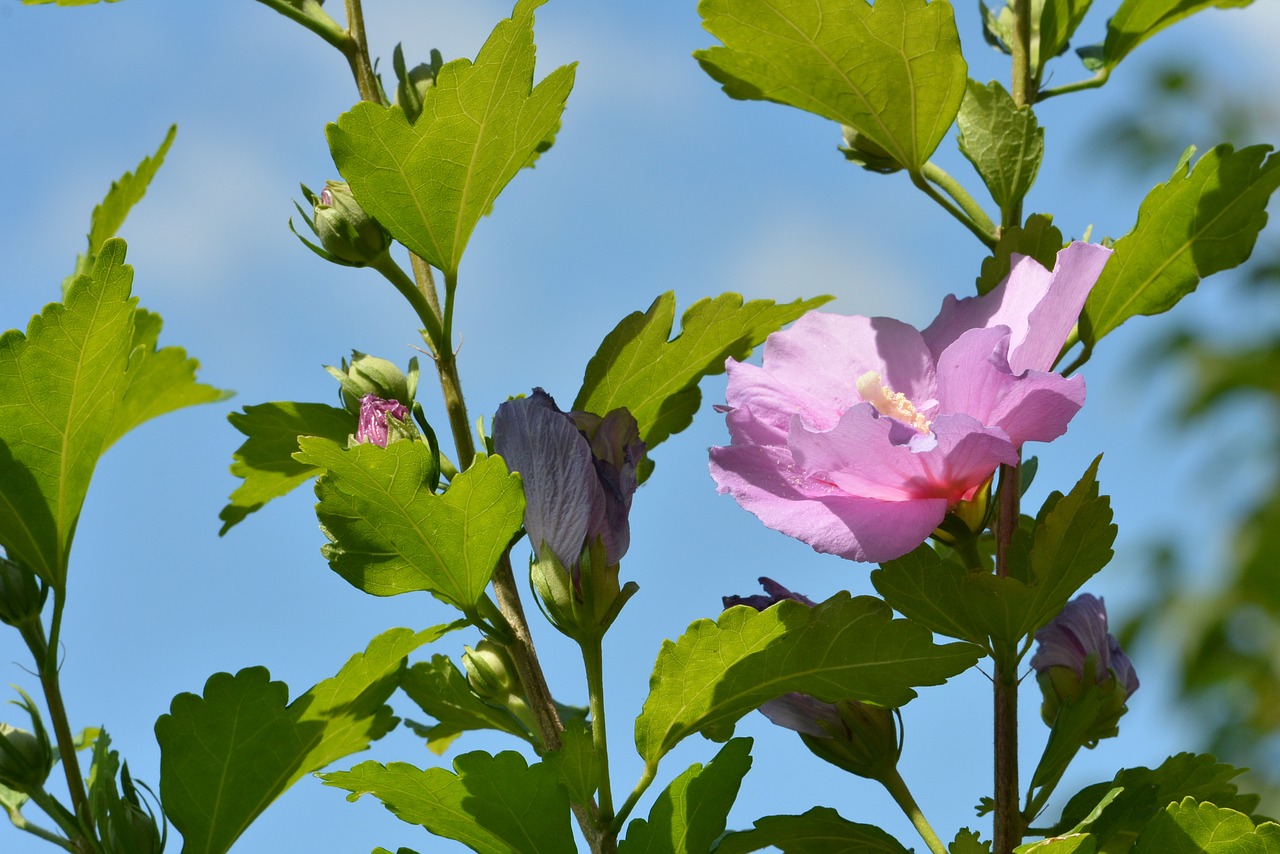 Hibiscus,  Gėlė,  Floros,  Gėlės,  Pobūdį,  Žiedadulkės,  Gražus,  Grožis, Nemokamos Nuotraukos,  Nemokama Licenzija