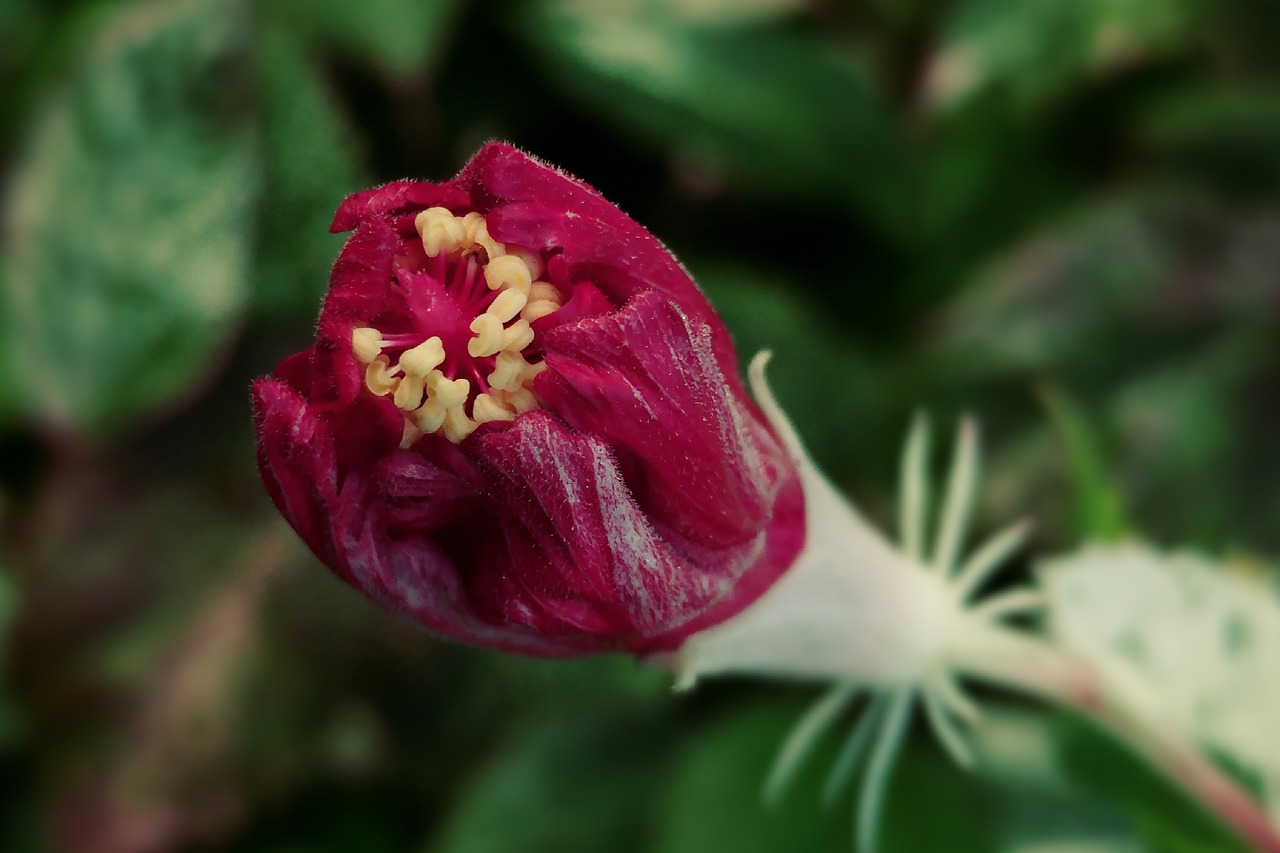 Hibiscus Budas, Burgeon, Raudona Gėlė, Makro, Gamta, Flora, Sodas, Vasara, Nemokamos Nuotraukos,  Nemokama Licenzija