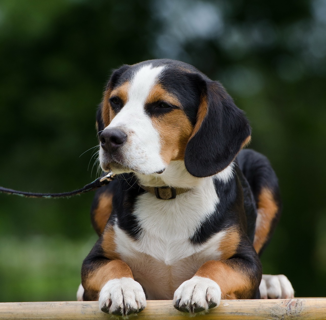 Hibridas,  Mielas,  Beagle Mišri Veislė,  Juokinga,  Kailis,  Dėmesio,  Knuffig,  Mažas Šuo, Nemokamos Nuotraukos,  Nemokama Licenzija