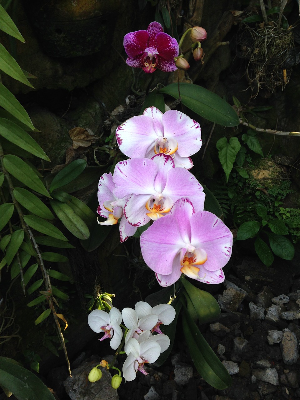 Hibridinė Orchidėja, Gėlė, Gėlių, Botanikos, Hibridas, Orchidėja, Nemokamos Nuotraukos,  Nemokama Licenzija