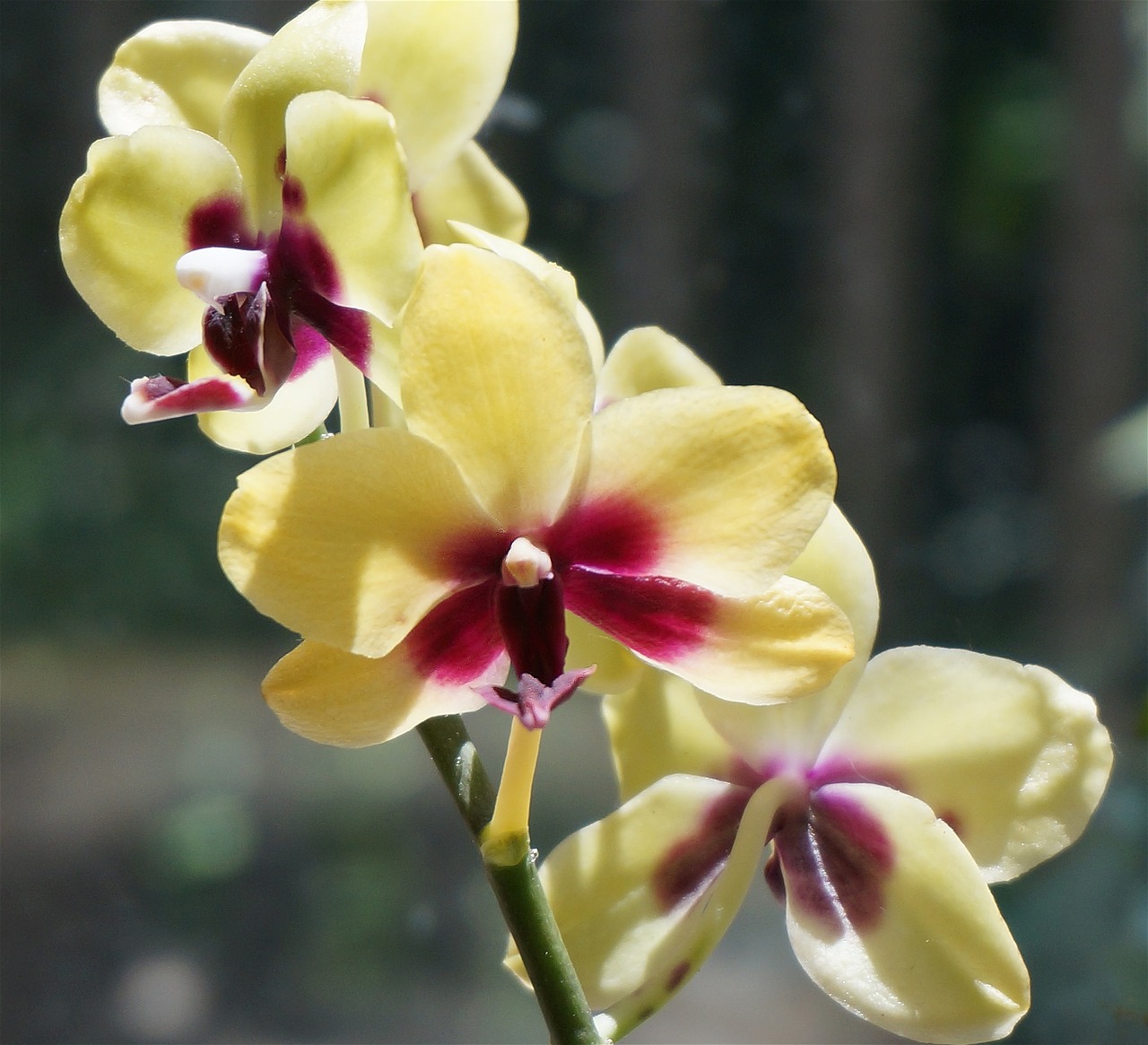 Hibridinis Falaenopsis, Phalaenopsis, Orchidėja, Geltona, Raudona, Vazoninis Augalas, Augalas, Atogrąžų, Gėlė, Gėlių