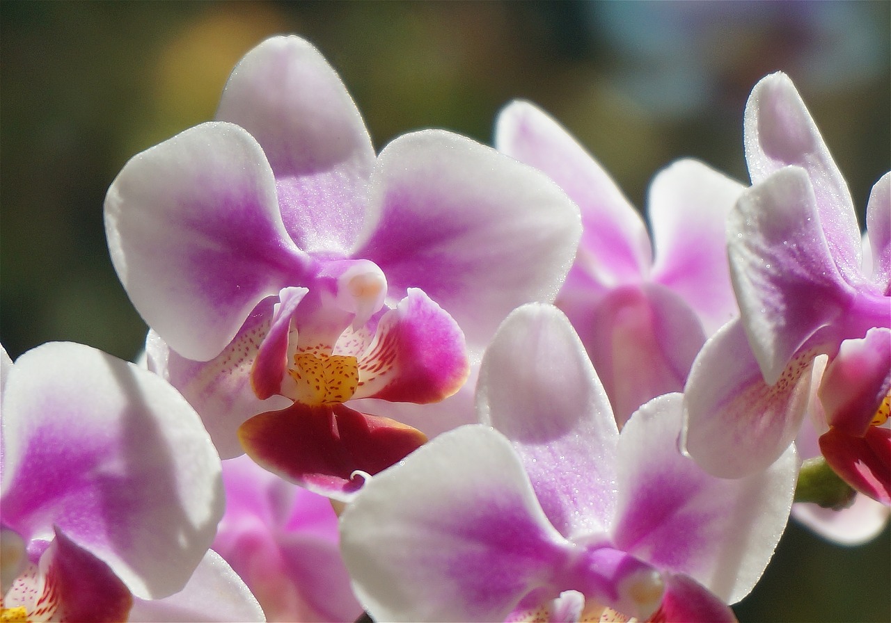 Hibridinis Falaenopsis, Phalaenopsis, Orchidėja, Balta, Rožinis, Raudona, Vazoninis Augalas, Augalas, Atogrąžų, Gėlė