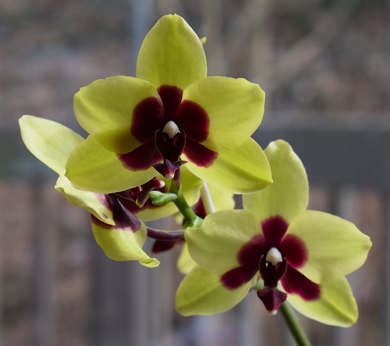 Hibridinis Falaenopsis, Phalaenopsis, Orchidėja, Geltona, Raudona, Vazoninis Augalas, Augalas, Atogrąžų, Gėlė, Gėlių